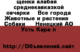 щенки алабая ( среднекавказкой овчарки) - Все города Животные и растения » Собаки   . Ненецкий АО,Усть-Кара п.